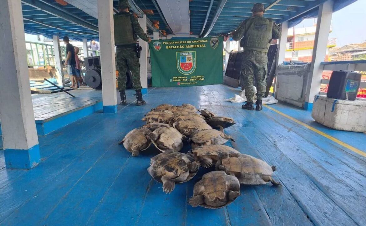 Operação Yara Tupã da PMAM fortalece ações de combate a crimes ambientais na capital e no interior