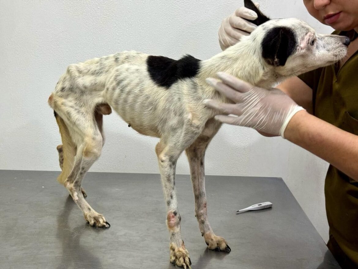 PC-AM intensifica combate aos maus-tratos a animais e encaminha mais de 120 inquéritos à Justiça em 2024