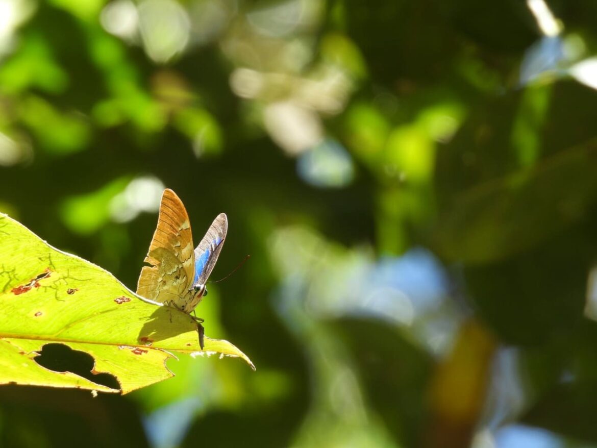 Pesquisa desenvolvida no Amazonas trás guias ilustrados com espécies de borboletas que se alimentam de frutos