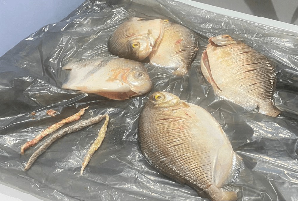 Dupla é presa ao tentar entregar drogas escondidas em peixes para detento em Barcelos