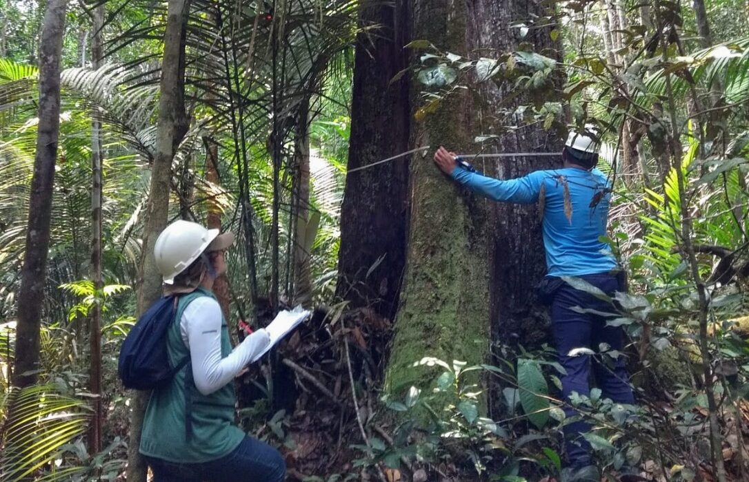 Ipaam anuncia Período de Defeso Florestal no Amazonas