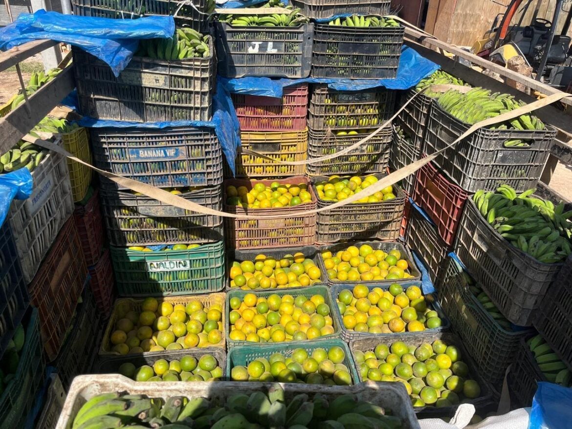 Adaf apreende mais de três toneladas de laranjas escondidas em carga de banana