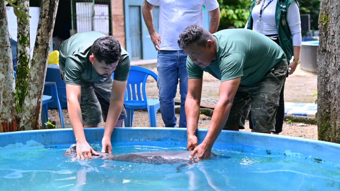 Filhote de peixe-boi é resgatado em Urucará e transportado para Manaus