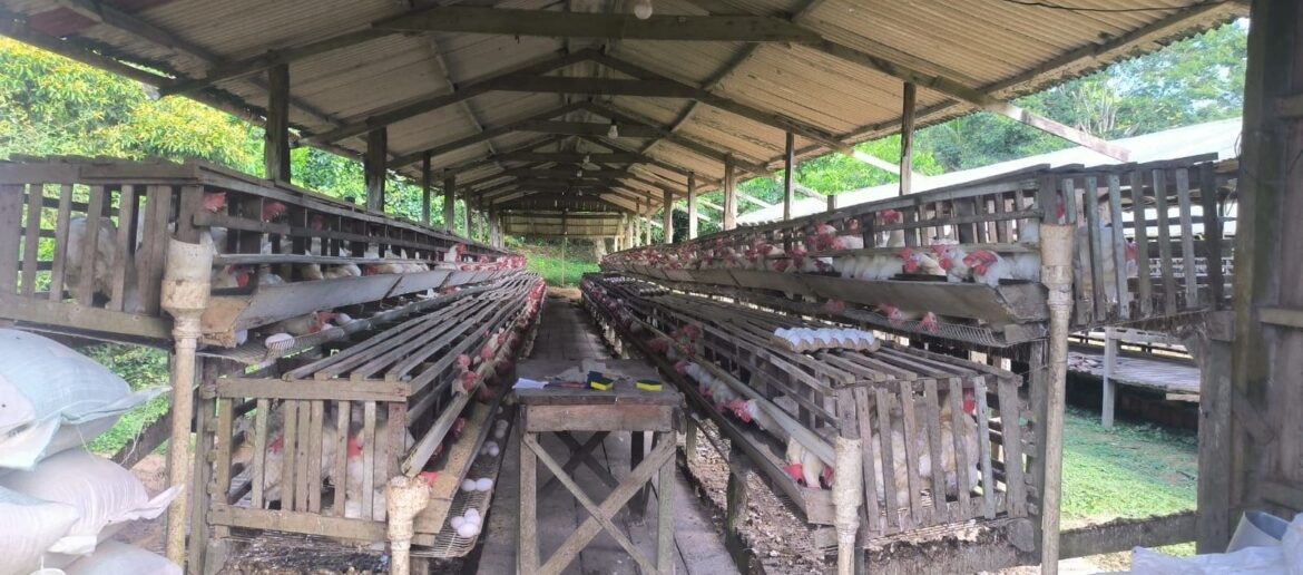 Ipaam notifica seis granjas no Amazonas e reforça necessidade de regularização ambiental