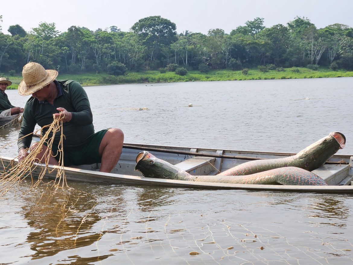 Ibama discute regulamentação do Programa Arapaima no Amazonas