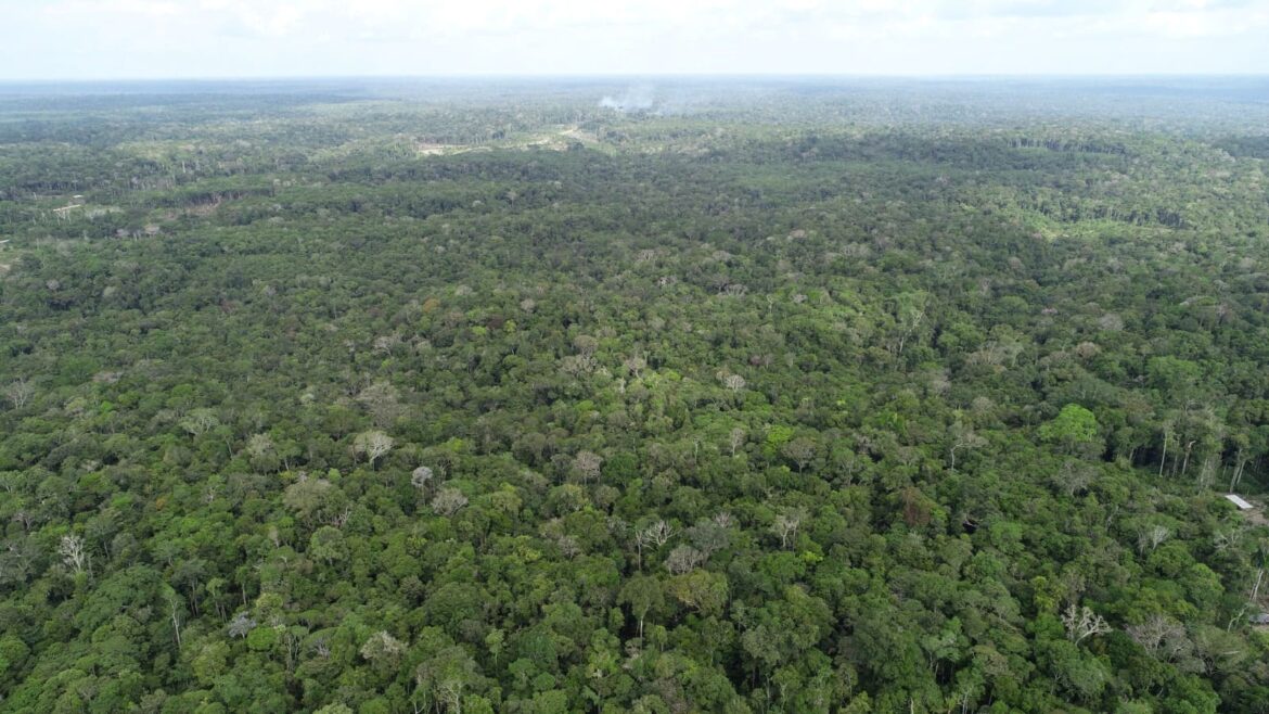 Amazonas tem queda de 21,09% no desmatamento e 37,5% nos focos de calor, em maio